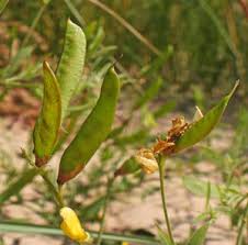 Attēlu rezultāti vaicājumam “xComagaria rosea”