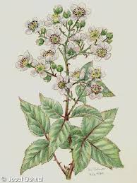 Attēlu rezultāti vaicājumam “Rubus plicatus”