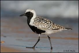 Attēlu rezultāti vaicājumam “Pluvialis squatarola adult”