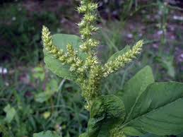 Attēlu rezultāti vaicājumam “Amaranthus retroflexus”