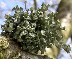 Attēlu rezultāti vaicājumam “Ramalina fastigiata”