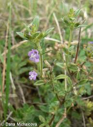 Attēlu rezultāti vaicājumam “Acinos arvensis flower”