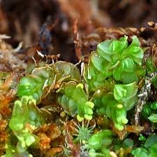 Attēlu rezultāti vaicājumam “Mylia anomala”