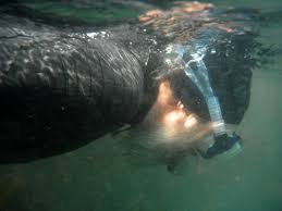 Image result for East Snorkellers