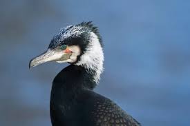Image result for Phalacrocorax carbo