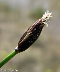 Attēlu rezultāti vaicājumam “Eleocharis quinqueflora”