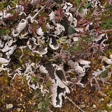 Attēlu rezultāti vaicājumam “Peltigera malacea”