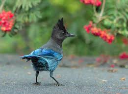 Image result for Bird