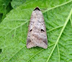 Attēlu rezultāti vaicājumam “Lygephila pastinum”