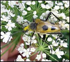 Attēlu rezultāti vaicājumam “Pachyta quadrimaculata”