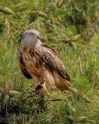 Image result for Milvus milvus