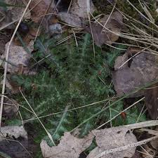 Attēlu rezultāti vaicājumam “Cirsium palustre”
