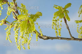 Attēlu rezultāti vaicājumam “Quercus robur male flower”