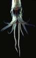 Decapodiformes