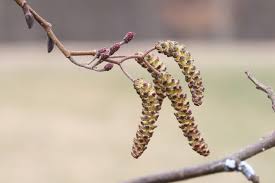 Attēlu rezultāti vaicājumam “Alnus glutinosa”