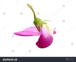 Attēlu rezultāti vaicājumam “Lathyrus palustris bud”