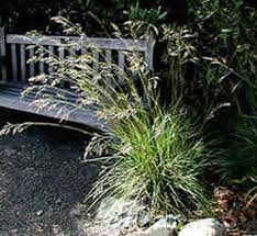 Attēlu rezultāti vaicājumam “Festuca psammophila”