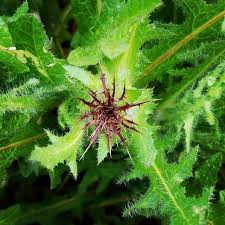 Image result for Cnicus benedictus