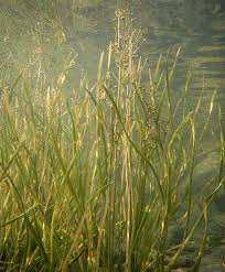 Attēlu rezultāti vaicājumam “Alisma gramineum”