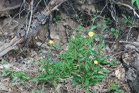 Attēlu rezultāti vaicājumam “Picris hieracioides”