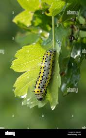 Attēlu rezultāti vaicājumam “Diloba caeruleocephala larva”