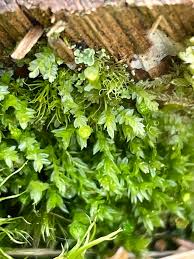 Attēlu rezultāti vaicājumam “Tetraphis pellucida”