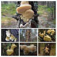 Attēlu rezultāti vaicājumam “Diplomitoporus flavescens”