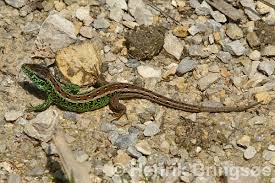 Attēlu rezultāti vaicājumam “Lacerta agilis male”