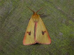 Attēlu rezultāti vaicājumam “Diacrisia sannio male”