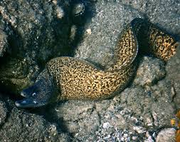 Image result for Diplodus helenae