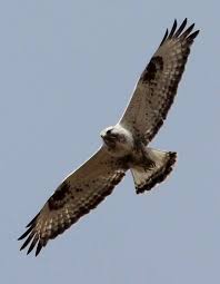 Attēlu rezultāti vaicājumam “Buteo lagopus”