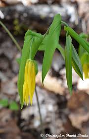 Attēlu rezultāti vaicājumam “Uvularia grandiflora”