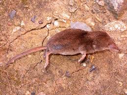 Attēlu rezultāti vaicājumam “Sorex araneus”