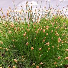 Attēlu rezultāti vaicājumam “Eleocharis palustris”