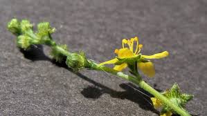 Attēlu rezultāti vaicājumam “Agrimonia pilosa bud”