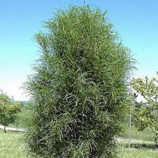 Attēlu rezultāti vaicājumam “Frangula alnus”