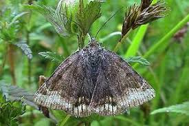 Attēlu rezultāti vaicājumam “Euclidia glyphica”