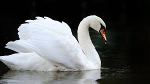 Image result for South Yorkshire Swans