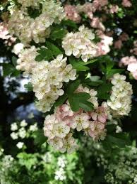Attēlu rezultāti vaicājumam “Crataegus monogyna subsp. nordica”