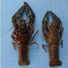 Attēlu rezultāti vaicājumam “Astacus astacus”