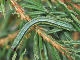 Attēlu rezultāti vaicājumam “Macaria signaria”