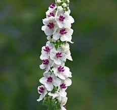 Attēlu rezultāti vaicājumam “Verbascum nigrum flower”