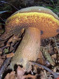 Attēlu rezultāti vaicājumam “Boletus luridus”