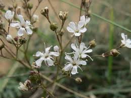 Attēlu rezultāti vaicājumam “Gypsophila fastigiata bud”
