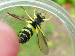 Attēlu rezultāti vaicājumam “Xanthogramma sp.”