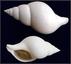 Image result for Cinctura hunteria