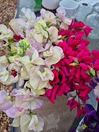 Image result for Sweet Pea Bowling Club