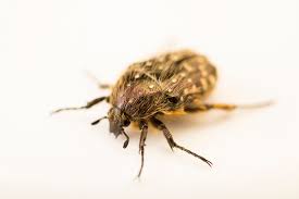 Attēlu rezultāti vaicājumam “Oxythyrea funesta”