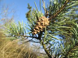 Attēlu rezultāti vaicājumam “Pinus sylvestris leaf”
