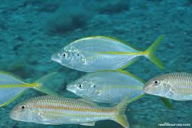 Image result for Pseudocaranx dentex